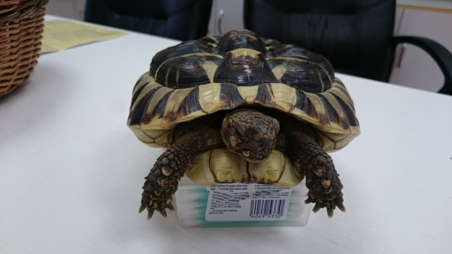 2025-10-21-Nevhodné zazimování Testudo hermanni s MBD syndromem.JPG